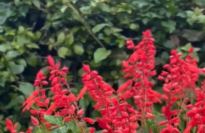 عملية تحميص القهوة